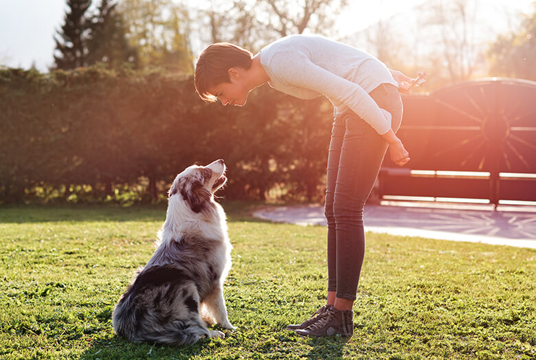 Sierra Canine: California’s Premier Service Dog Training Provider